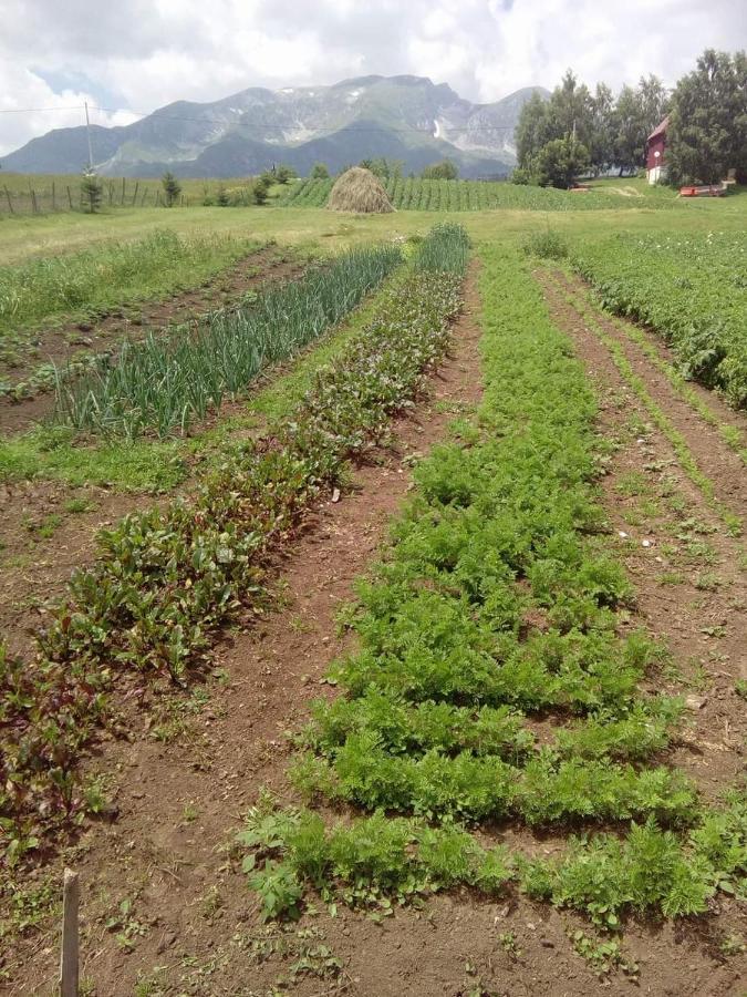 Organic Family Farm Hotel Zabljak  Bagian luar foto