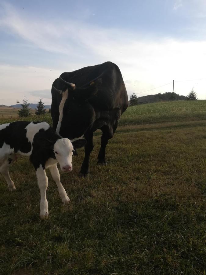 Organic Family Farm Hotel Zabljak  Bagian luar foto