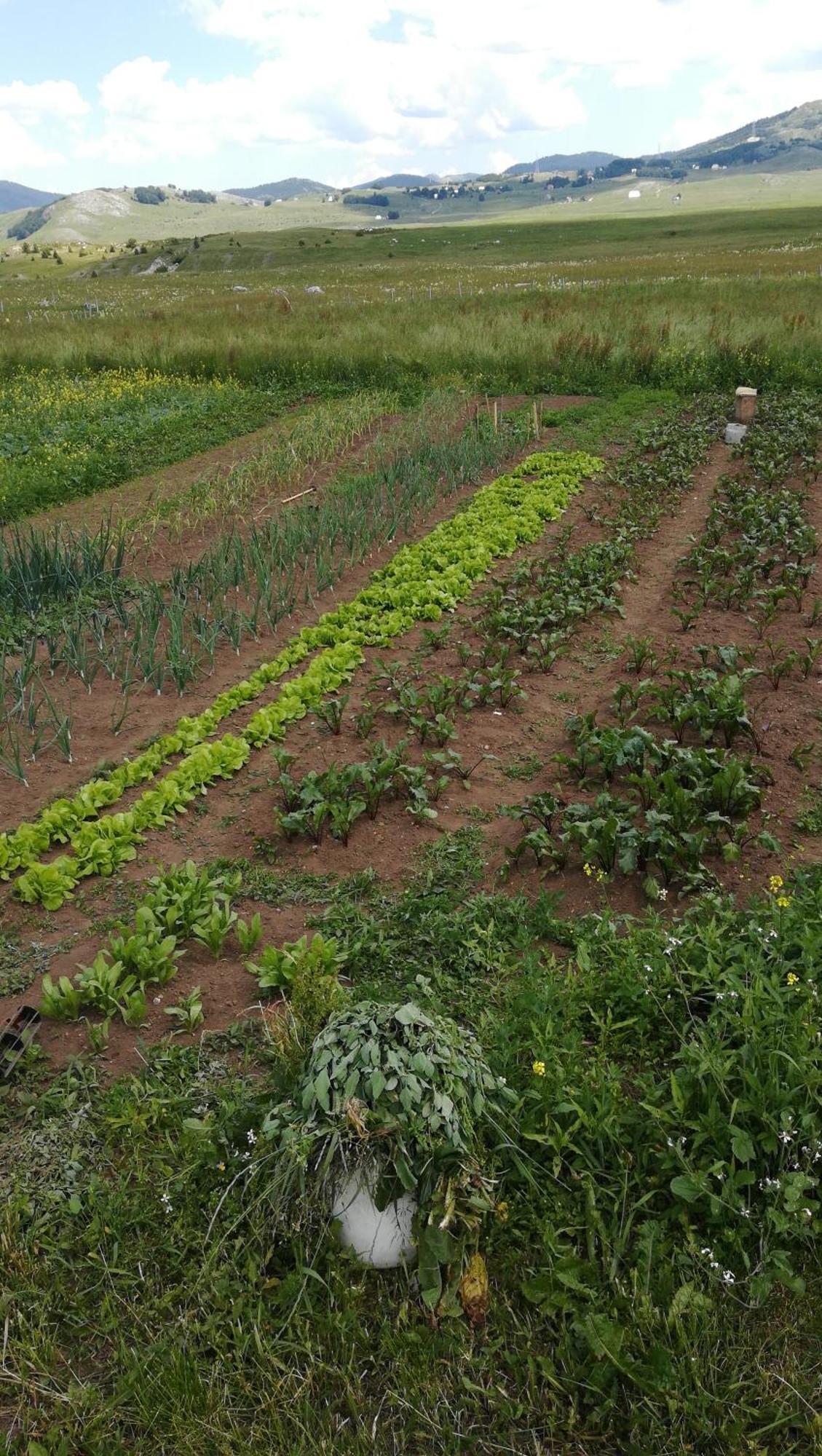 Organic Family Farm Hotel Zabljak  Ruang foto