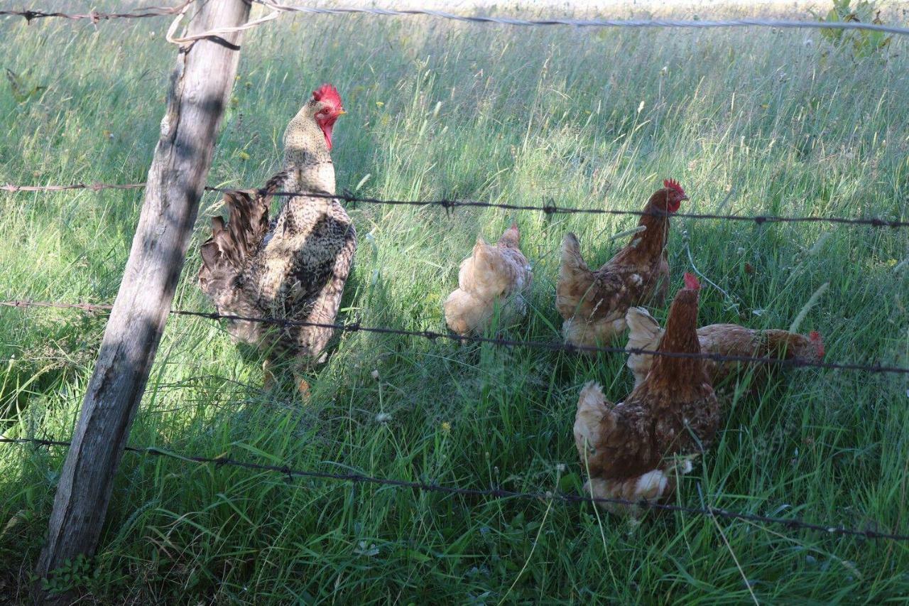 Organic Family Farm Hotel Zabljak  Bagian luar foto